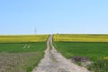 dirt road up the hill between yellow canola fields in the Eifel