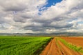 Dirt road and wheat of field