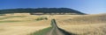 Dirt road through wheat field, Kamiak Butte, S.E. Washington Royalty Free Stock Photo