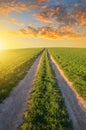 Dirt road in wheat field at sunset. Royalty Free Stock Photo