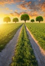 Dirt road in wheat field at sunset. Royalty Free Stock Photo