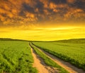 Dirt road in wheat field at sunset. Royalty Free Stock Photo