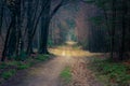 Dirt road winding in the forest during autumn Royalty Free Stock Photo