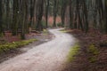 Dirt road winding in the forest during autumn Royalty Free Stock Photo