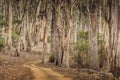 A dirt road winding through a gumtree forest in Australia Royalty Free Stock Photo