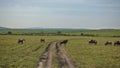 The dirt road winds along the endless African savannah.