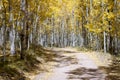 Dirt road winds through a thick forest of golden yellow trees in Colorado