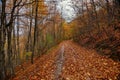 Dirt road in the woods in autumn Royalty Free Stock Photo