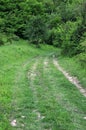 Dirt Road in the Woods Royalty Free Stock Photo