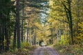 Dirt road in the woods in fall season Royalty Free Stock Photo