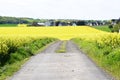 dirt road through yellow fields to a village Royalty Free Stock Photo