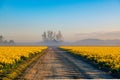 Dirt roads and daffodil fields