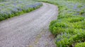 Lupin field in rural Iceland