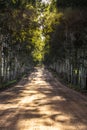 Dirt soil country road in countryside with green tree as tranquil nature travel Royalty Free Stock Photo