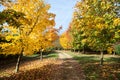 Path through autumnal trees.