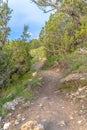 Dirt track or footpath through woodland with dirt