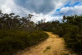 Dirt Track Leading Through a Forest of Eucalyptus trees Royalty Free Stock Photo