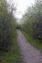 Dirt track through springtime bushes for concept of unknown future