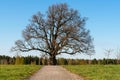 Dirt track to a lonely old oak tree with no leaves in the field Royalty Free Stock Photo