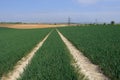 Dirt tracks through the North Kent Fields