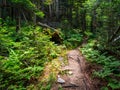 Dirt Trail Through Dense Forest