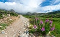 Dirt trail lined with colorful wildflowers in Colorado  landscape Royalty Free Stock Photo