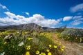 Dirt trail walking path in Anza Borrego Desert State Park during the spring 2019 super bloom in California Royalty Free Stock Photo