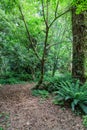 Dirt Trail Winding Through Forest