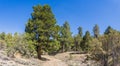 Walking Path Through San Bernadino Mountains