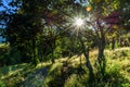 Dirt woodland footpath & sunburst, Guatemala, Central America Royalty Free Stock Photo