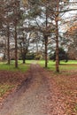 Dirth path in the forest Royalty Free Stock Photo