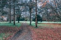 Dirth path in the forest Royalty Free Stock Photo