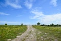 Dirtroad in summer meadow