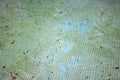 Dirty algae and scum covered pool Royalty Free Stock Photo