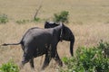 Dirty baby African elephant, Loxodonta africana, crossing the road.Massai Mara Park, Kenya, Africa. Royalty Free Stock Photo