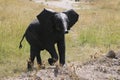 Dirty baby African elephant, Loxodonta africana, crossing the road.Massai Mara Park, Kenya, Africa. Royalty Free Stock Photo