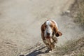 Dirty basset hound runs along the road