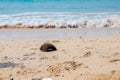 Dirty beaches.Caused by the dumping of undisciplined. Pollution on the beach of tropical sea. Environmental pollution. Children`s Royalty Free Stock Photo