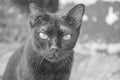 Dirty black cat animals