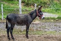 Dirty black donkey in a ranch surrounded by the grass and dirt under the sunlight