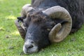 Dirty black goat resting in the grass