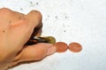 A dirty hand picking up coins on the white floor background. Royalty Free Stock Photo