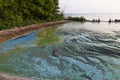 Dirty blue and green toxic algae reservoir. Royalty Free Stock Photo