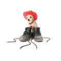 Dirty boots dog Royalty Free Stock Photo