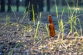 Dirty brown beer bottle on the ground Royalty Free Stock Photo