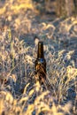 Dirty brown beer bottle on the ground in the grass. Royalty Free Stock Photo