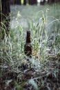 Dirty brown beer bottle on the ground Royalty Free Stock Photo