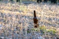 Dirty brown beer bottle on the ground Royalty Free Stock Photo