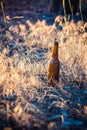 Dirty brown beer bottle on the ground in the grass. Royalty Free Stock Photo