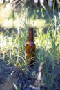 Dirty brown beer bottle on the ground in the grass. Royalty Free Stock Photo